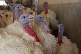 Puten am Betrieb der Familie Hipp