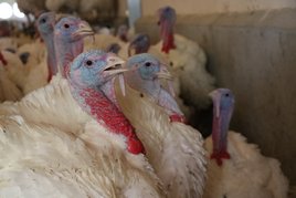 Puten am Betrieb der Familie Hipp