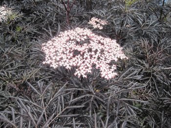 Rotblättriger Holunder