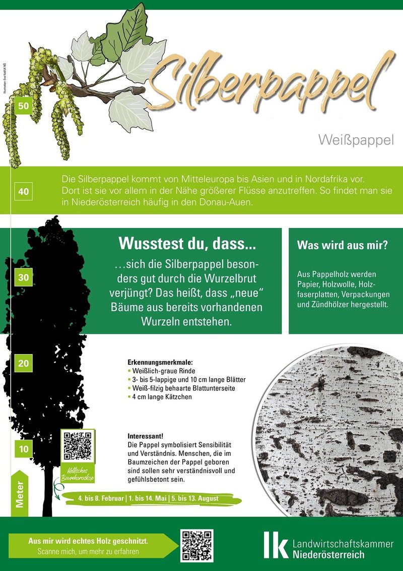 Silberpappel Bauminfo