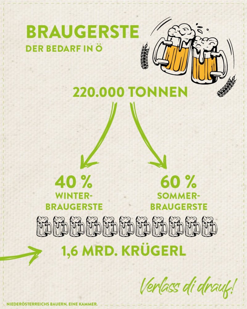 Infografik von Verlass di drauf der Landwirtschaftskammer Niederösterreich zu Braugerste Anbau und Krügerl
