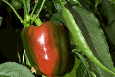 Paprika ©AMA Marketing