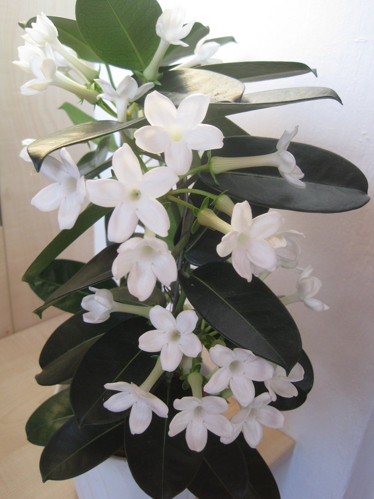 Kranzschlinge ©Christian Kornherr/LK Niederösterreich