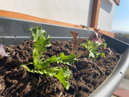 Salate können schon im Frühling ins Hochbeet 