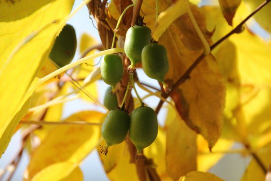Bei Kiwis kannst du lange Triebe auf drei bis vier Blätter einkürzen. ©Sonja Hießberger/LK Niederösterreich