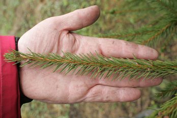 Rotfichte ©Karl Schuster/LK Niederösterreich