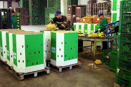 Person steht vor Kartons und Kartoffeln bei Erdäpfelabpackanlage ©AMA Marketing