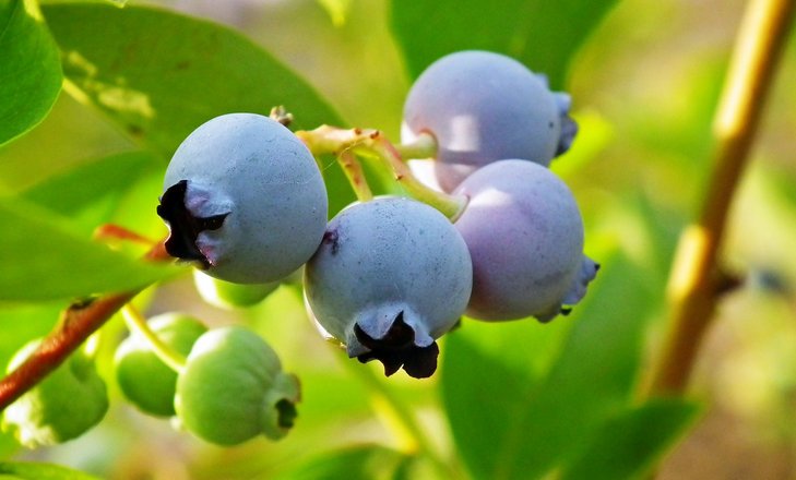 Heidelbeeren oder Blaubeeren genannt am Strauch ©pixabay