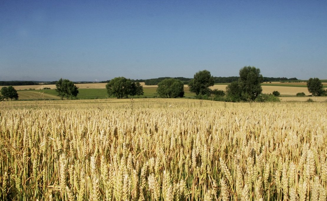 Triticalefeld in Niederösterreich ©Paula Pöchlauer-Kozel/LK Niederösterreich