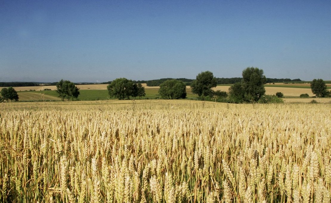 Triticalefeld in Niederösterreich ©Paula Pöchlauer-Kozel/LK Niederösterreich