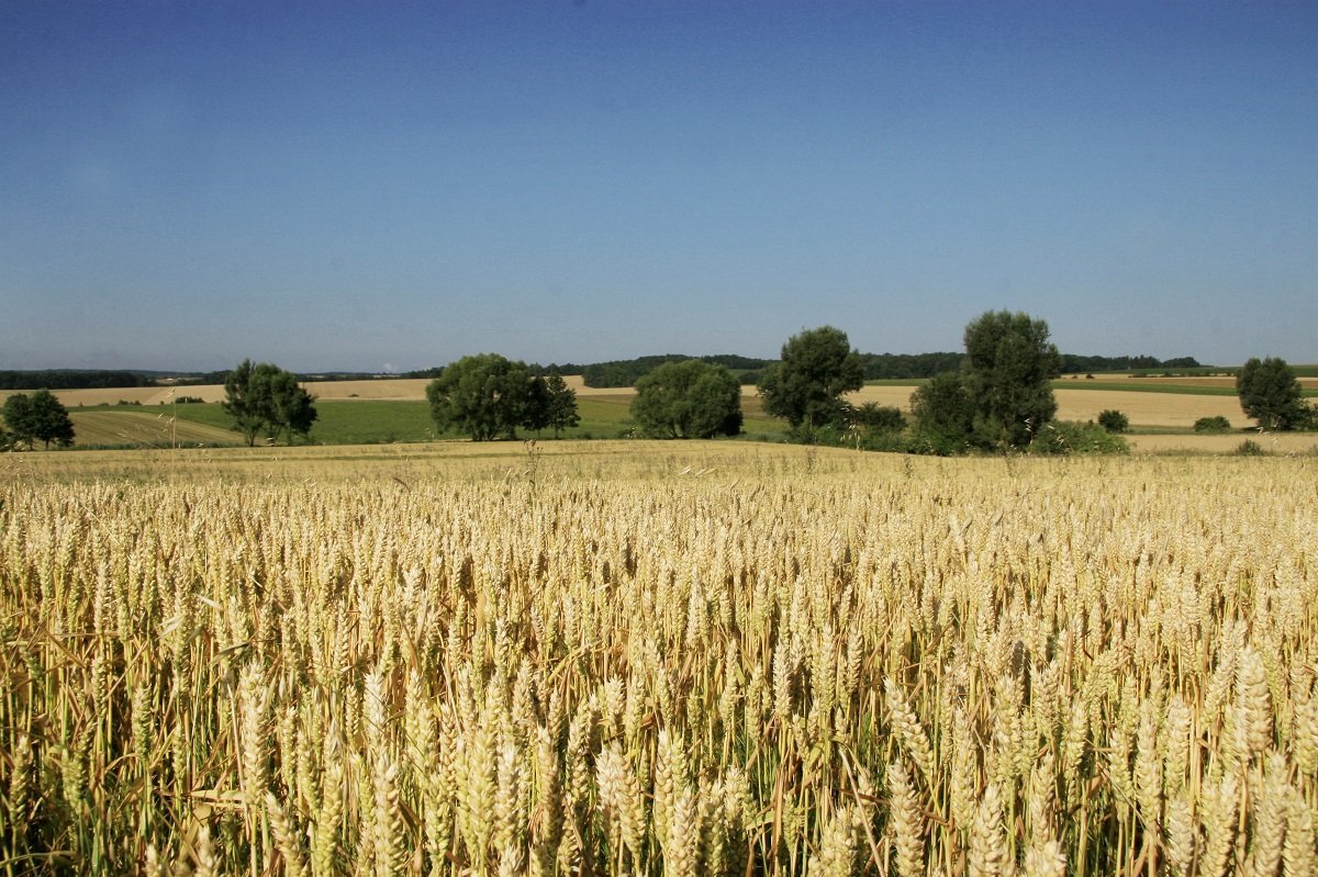 Triticalefeld in Niederösterreich ©Paula Pöchlauer-Kozel/LK Niederösterreich