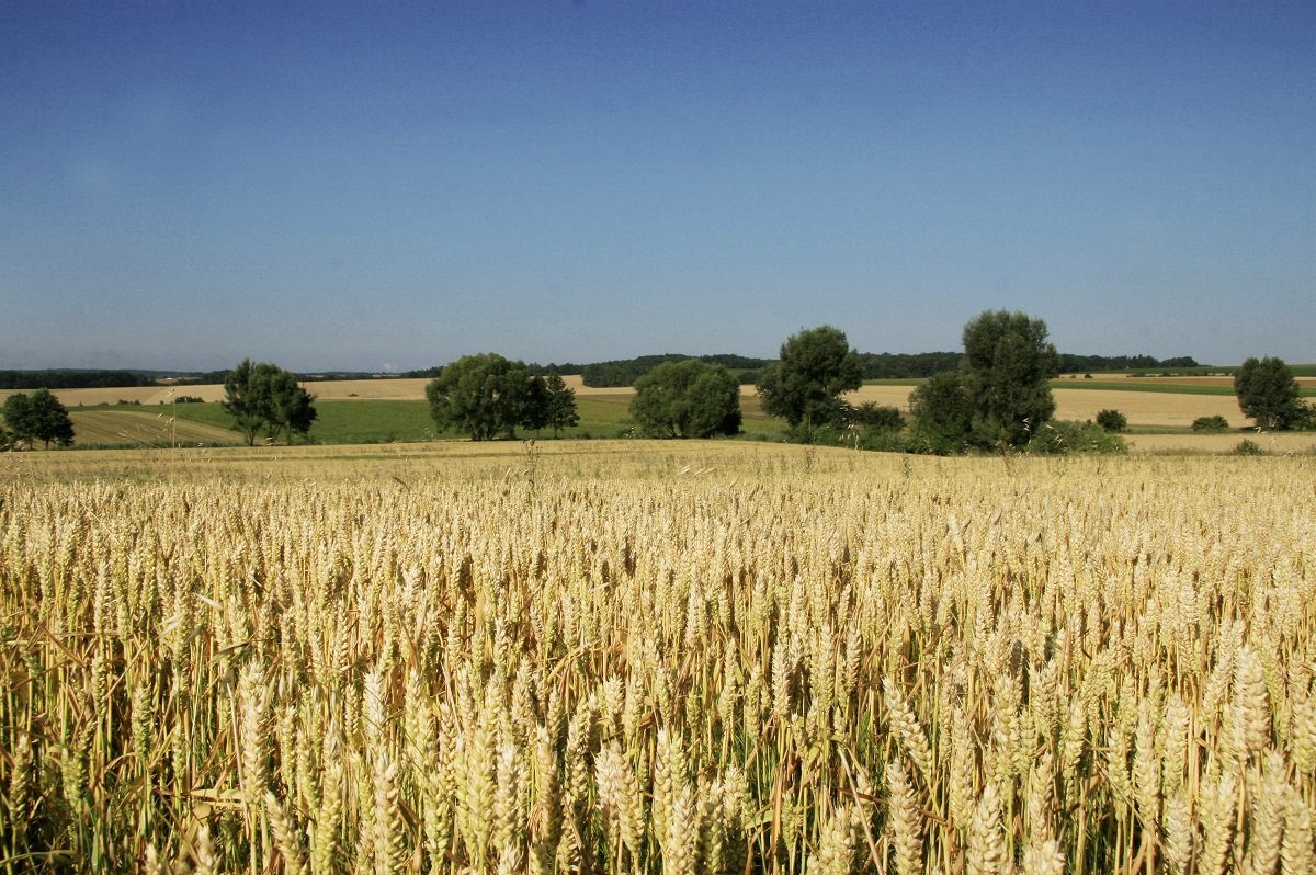 Triticalefeld in Niederösterreich ©Paula Pöchlauer-Kozel/LK Niederösterreich