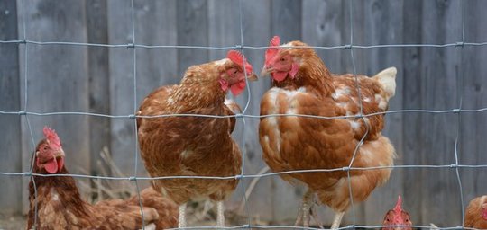 Familie Riegler Titelbild