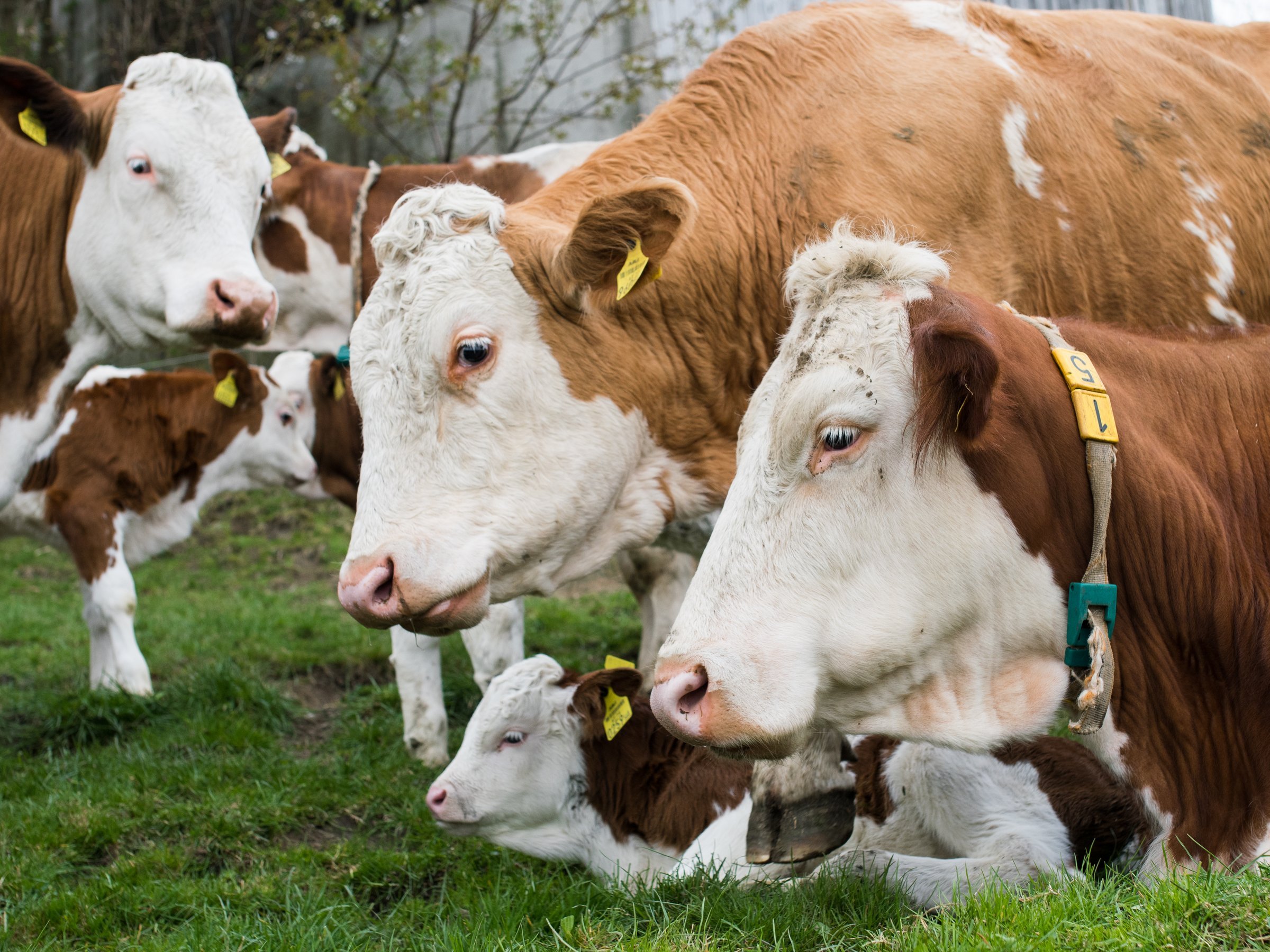 Muttergebundene Kälberaufzucht, Bio-Betrieb Weinkirnhof, Stöß
