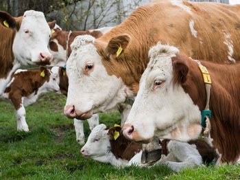 Muttergebundene Kälberaufzucht, Bio-Betrieb Weinkirnhof, Stöß