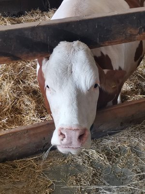 Kuh auf Stroh im Stall