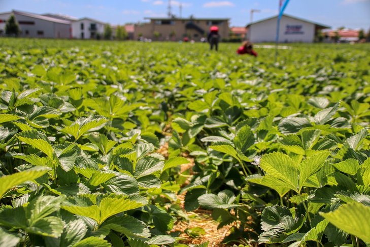 Erdbeerfeld im Freiland ©pixabay