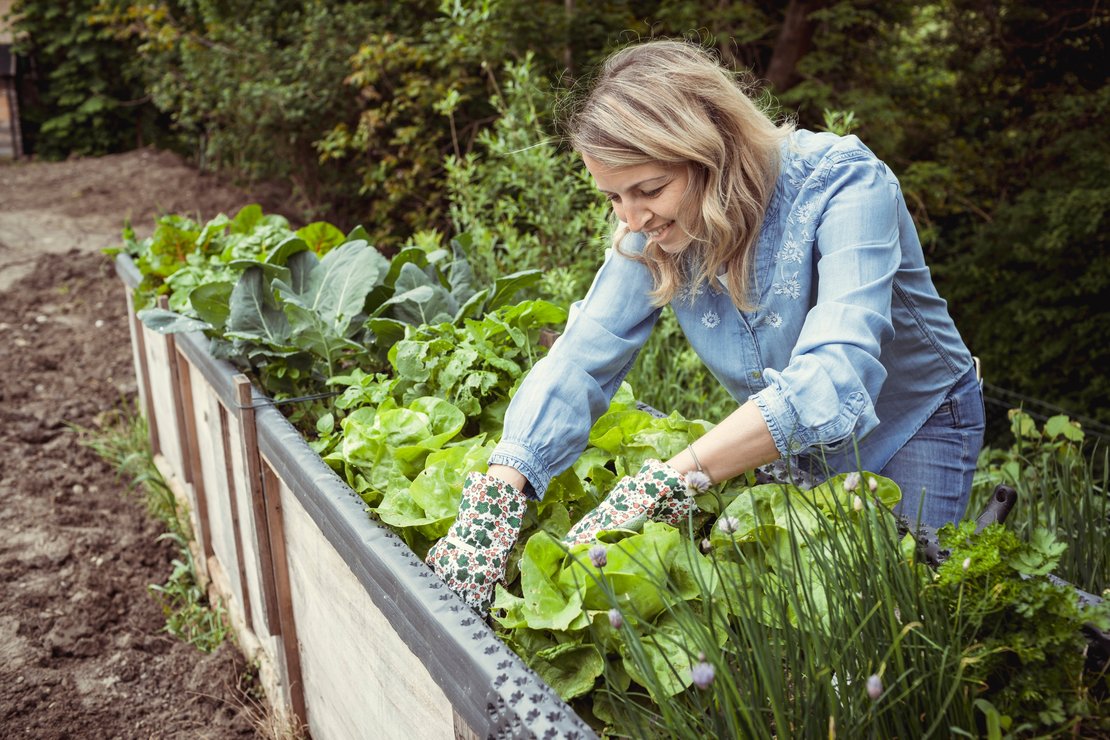 Frau erntet Salat aus Hochbeet ©AdobeStock/435239228