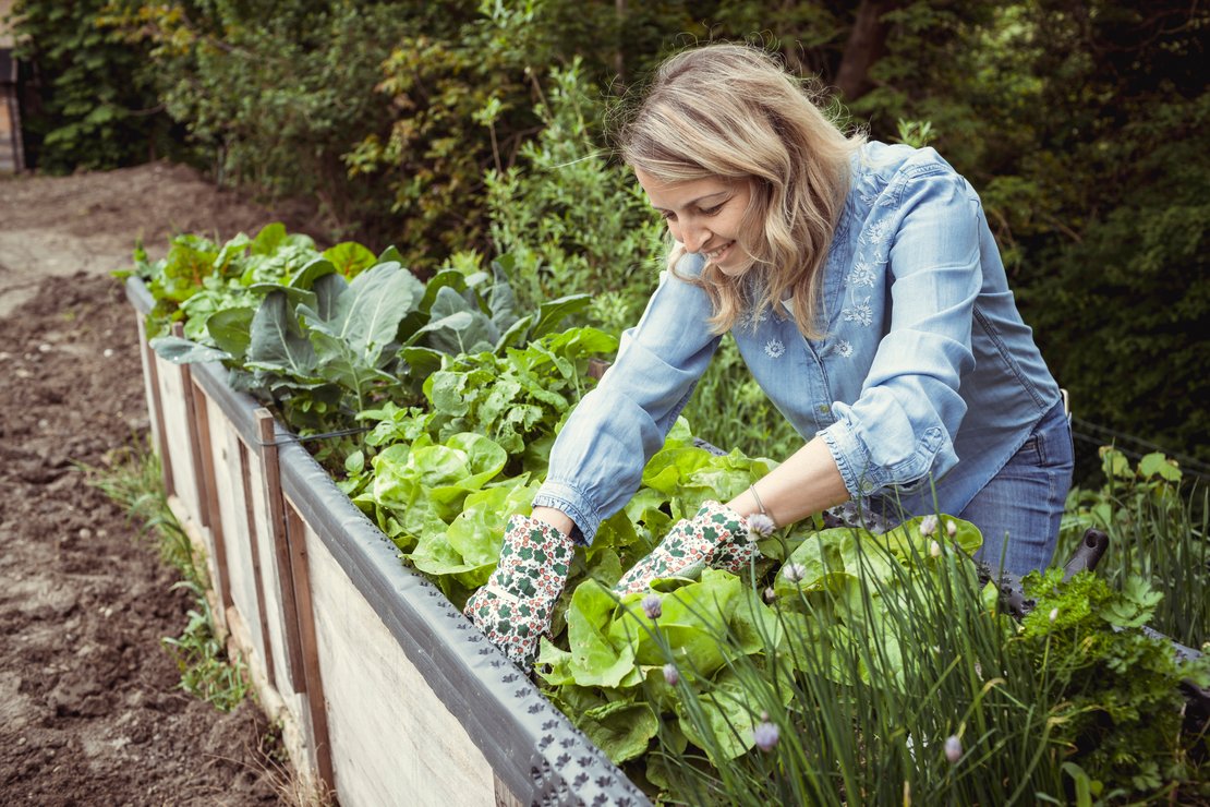Frau erntet Salat aus Hochbeet ©AdobeStock/435239228