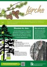Lärche