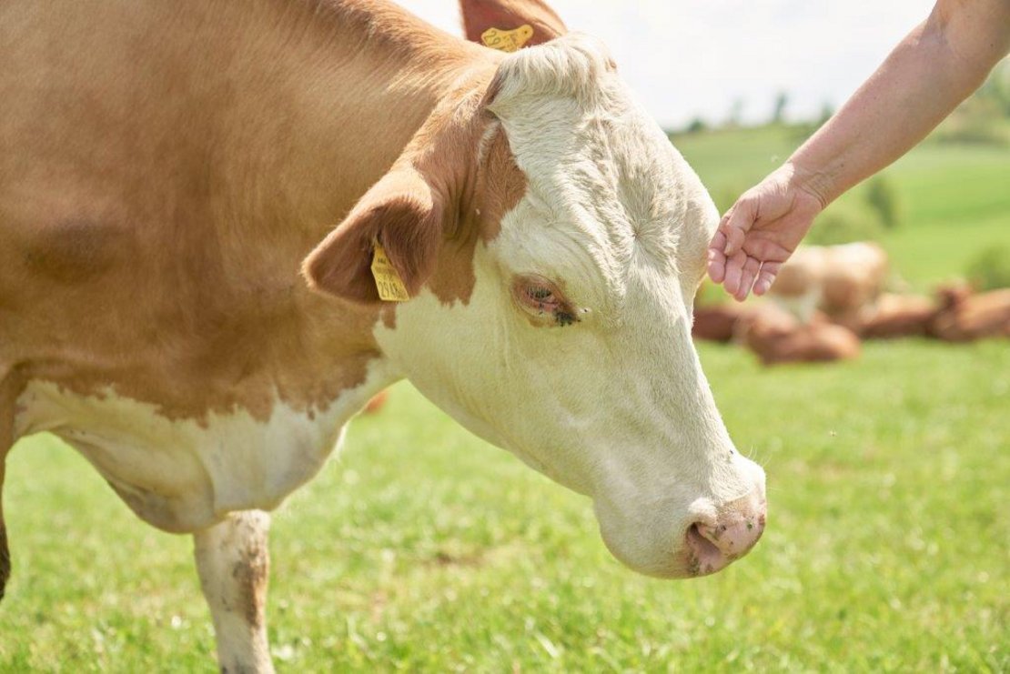 Bauer beim Streicheln seiner Kuh