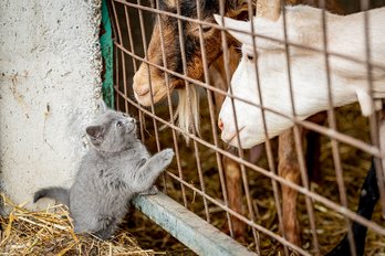 Katze spielt mit Ziege 
