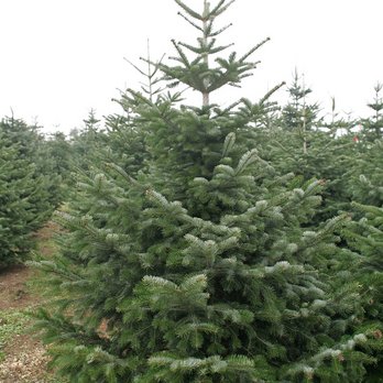 Nordmannstanne ©Karl Schuster/LK Niederösterreich