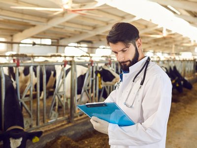 Farmer or veterinarian making notes during checking cows in stal