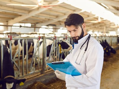 Farmer or veterinarian making notes during checking cows in stal