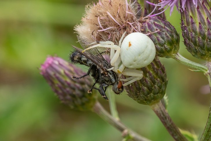 Veränderliche Krabbenspinne ©pixabay