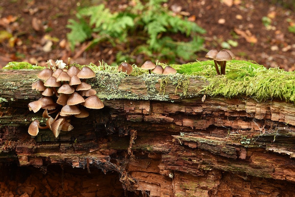 Großer Blut-Helmling