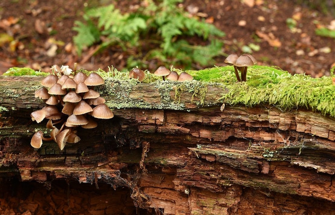 Großer Blut-Helmling