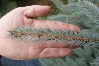 Blaufichte ©Karl Schuster/LK Niederösterreich