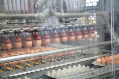 Eier auf Packstelle ©AMA Marketing