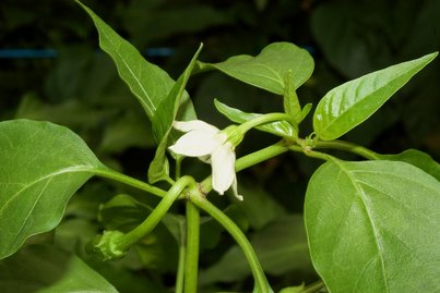 Pfefferoni mit Blüte ©AMA Marketing