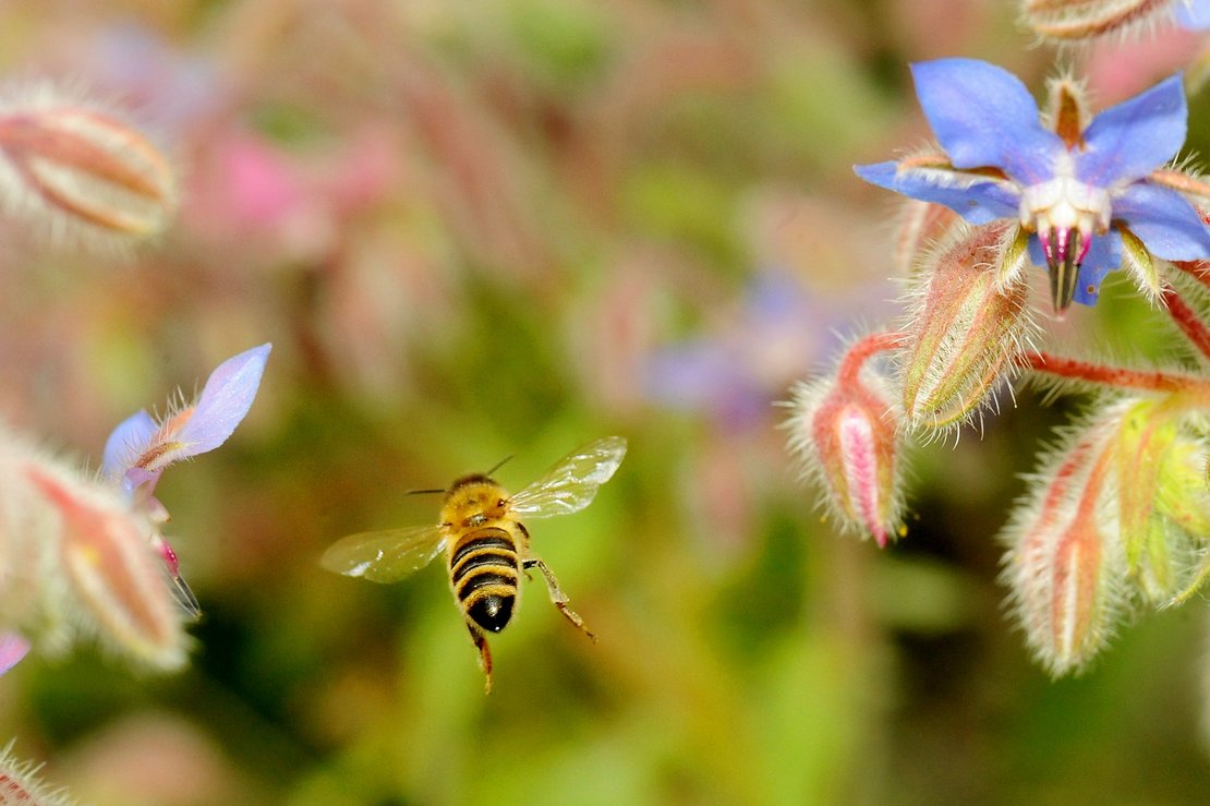 Biene im Flug © René van Bakel_asablanca.com/LK Niederösterreich