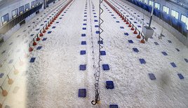 Der Aufzuchtstall ist für die Küken vorbereitet. ©Schlögelhofer