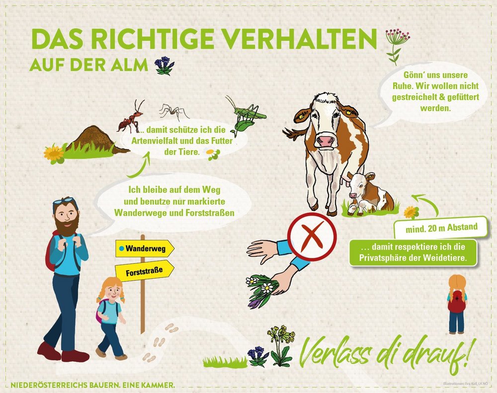Infografik von Landwirtschaftskammer Niederösterreich zum richtigen Verhalten auf Alm und Weide
