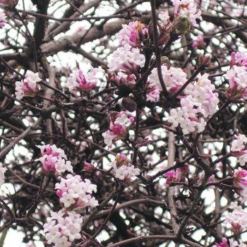 Winterduftschneeball