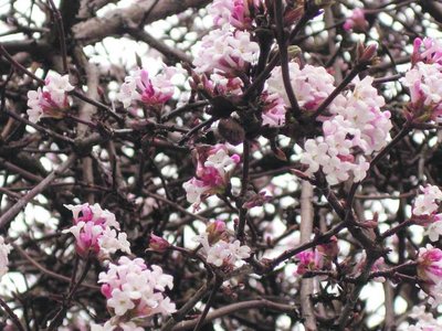 Winterduftschneeball