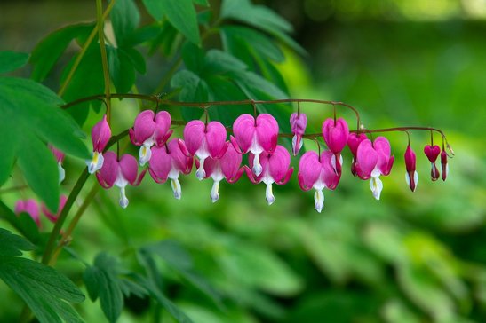 Tränendes Herz ©pixabay