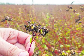 Buchweizen ©Harald Schally/LK Niederösterreich