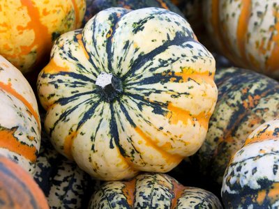 Festivalkürbis ©Sonja Hießberger/LK Niederösterreich