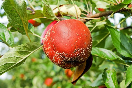 Bei Moniliabefall entsorge das angefaulte Obst lieber in der Biotonne oder dem Restmüll. ©pixabay