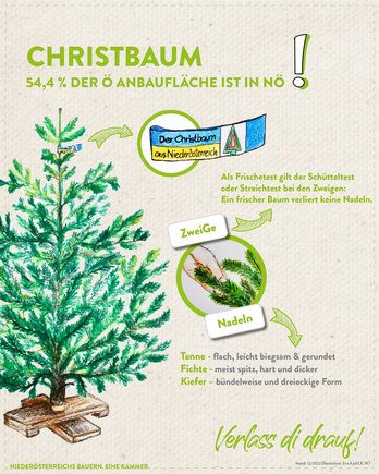 Infografik von Verlass di drauf der Landwirtschaftskammer Niederösterreich zu Christbaum und Arten
