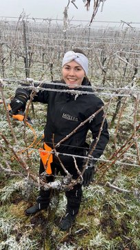 Weinkönigin Diana Müller beim Schneiden im Weingarten