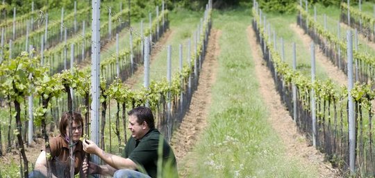 Weingut und Heurigen Seltenhammer Titelbild