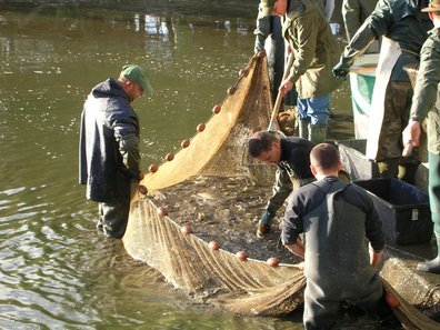 Männer stehen im Teich zum Abfischen ©Günther Gratzl/Archiv Aqua