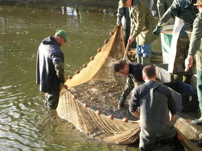 Männer stehen im Teich zum Abfischen ©Günther Gratzl/Archiv Aqua