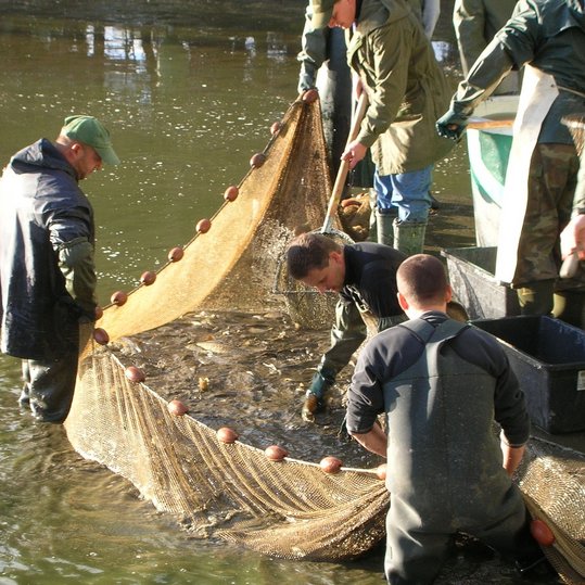 Männer stehen im Teich zum Abfischen ©Günther Gratzl/Archiv Aqua